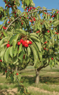 cherry tree