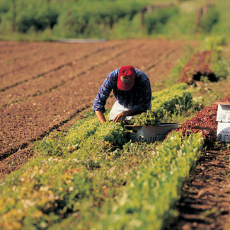 Man in lettuce field. Cover artwork for March 2005 Sound Consumer