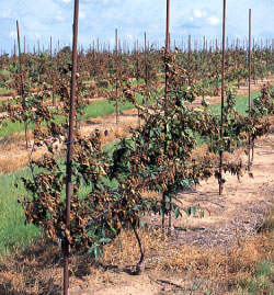 fire blight appleorchard