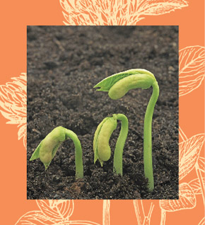 Image of sprouts coming out of the soil. Cover artwork for March 2006 Sound Consumer