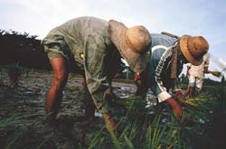 People working in a field.