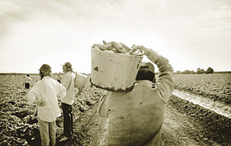 Workers harvesting cucumbers, giving root to a dream.