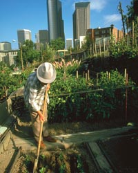 Worker in P-patch in Seattle