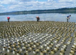 Geoduck farm production