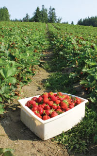 strawberry field