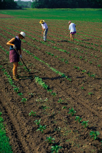 Three farmers