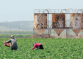 workers in field