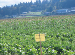 Ames Creek farm