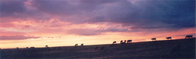 Cattle grazing on the Bennington Place Farm