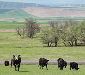 cattle grazing