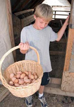 William Huesby collecting eggs.