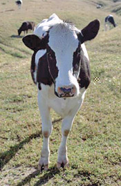 Dairy cow