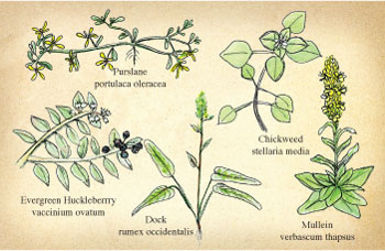 edible weeds