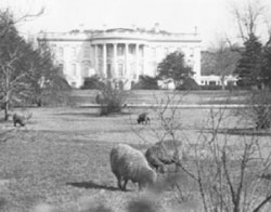 White house w/sheep