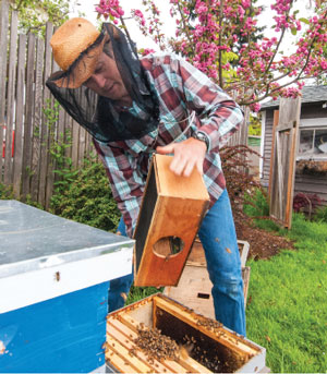 Urban bee hive