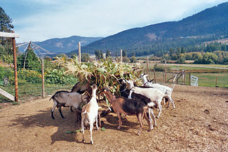 The Misterlys' Nubian and Alpine goat