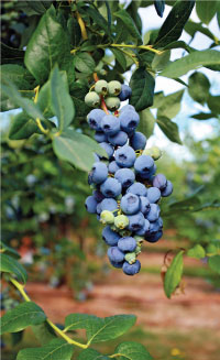 blueberries