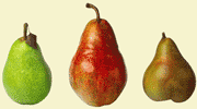 Three pears