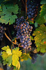 Grapes on a vine