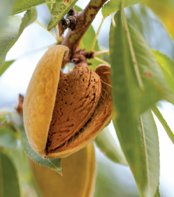 Almond plant