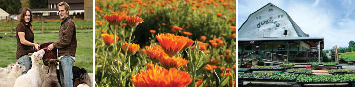 Kim Denend & Aaron Otto, calendula & Jubilee Farm