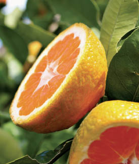 citrus tree soil sea