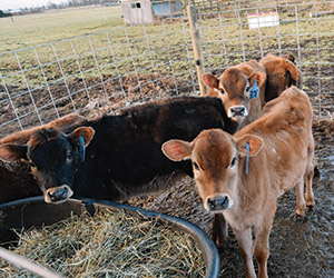 Weeks-old calves