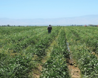 Crop field