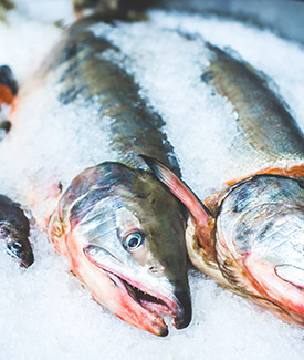 salmon on ice