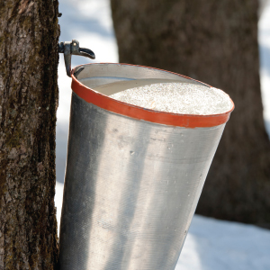 maple tree tap