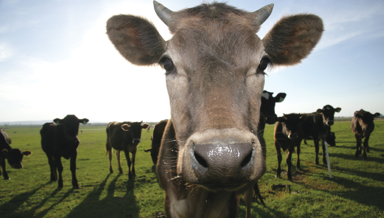 Cows in pasture