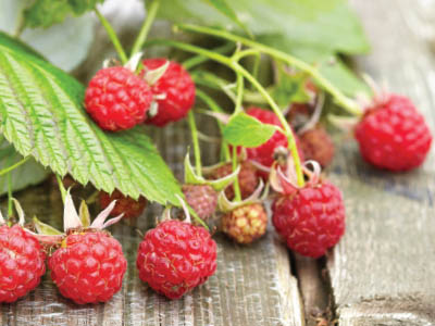 raspberries soil sea