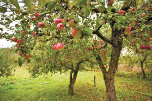 Apple tree