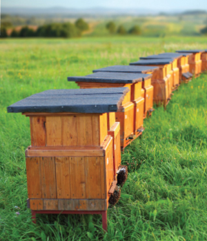 Bee hives