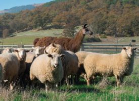 umpqua valley lambs