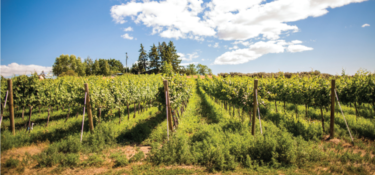 Naches Heights Vineyard