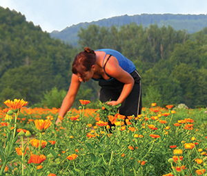 Woman picking calendula