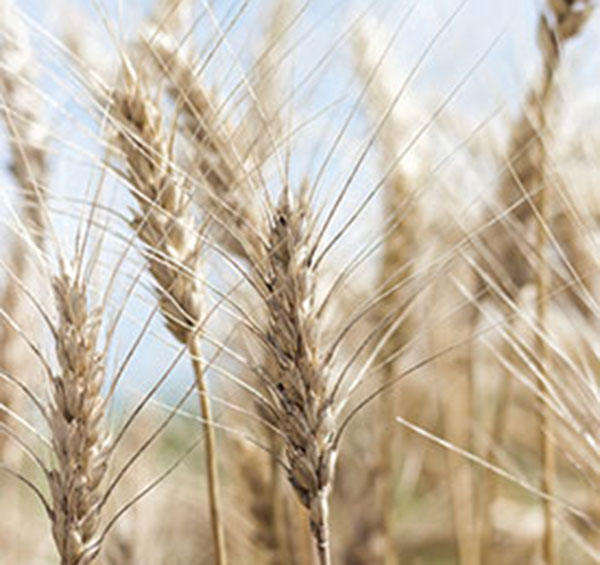 wheat  toc