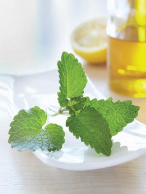 lemon balm