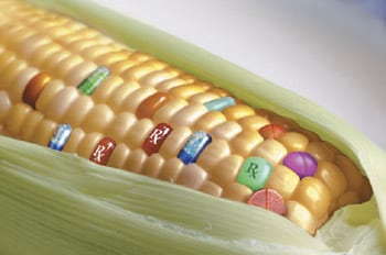 Corn