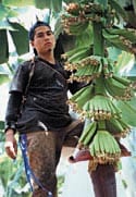 worker in banana tree