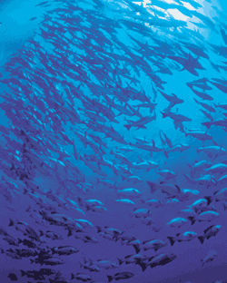 Fish in ocean