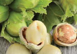 hazenuts cropped