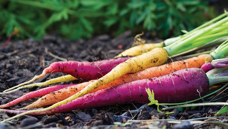 rainbow carrots colorful on ground