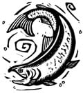 salmon illustration