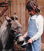 Sunfield school girl feeding donkey.