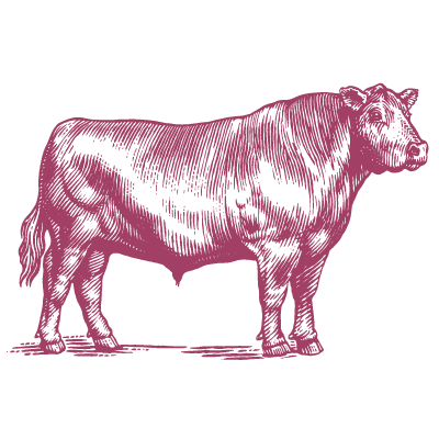 Brand beef cow illustration in purple