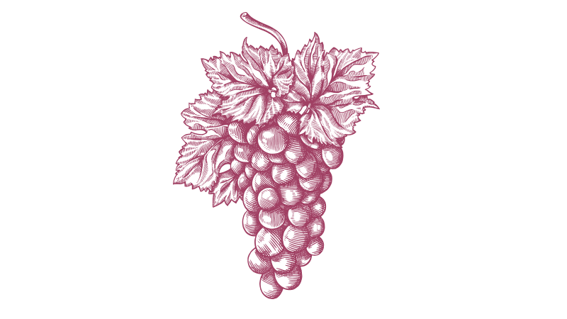 grape illustration