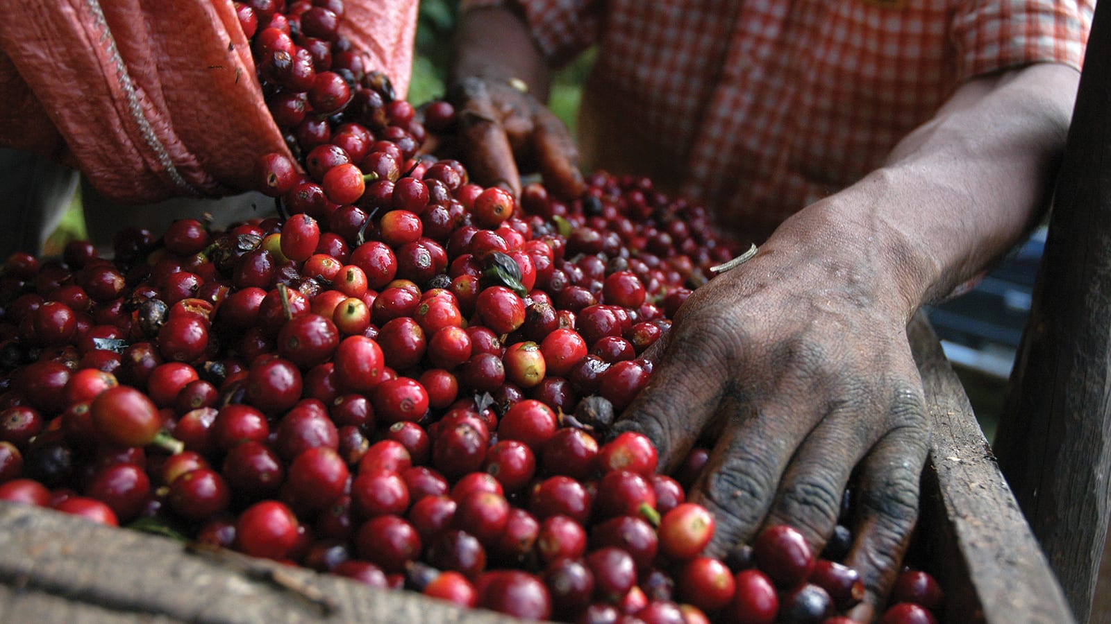 coffee beans fresh