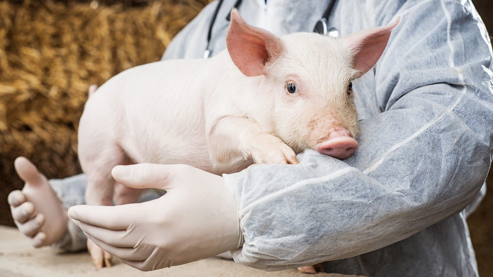 piglet with veterinarian